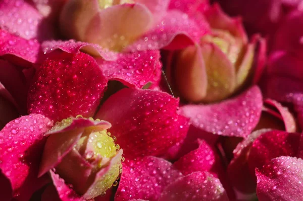 stock image Pink Kalanchoe flowers with water drops on sanny day macro