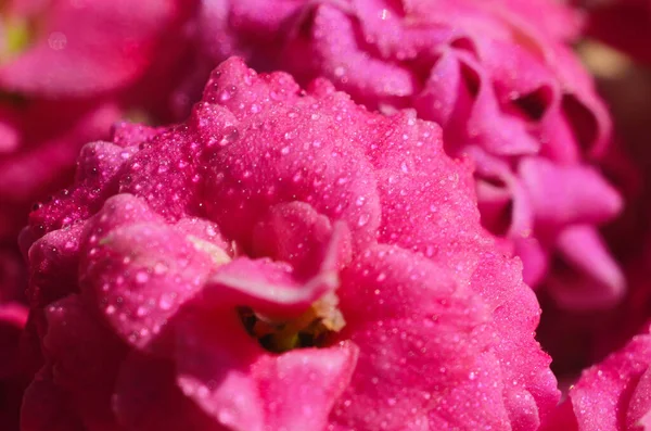 Pink Kalanchoe Flowers Water Drops Sanny Day Macro — Stock Photo, Image