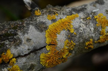 Hipogymnia physodes ve Xanthoria parietina ortak turuncu liken, sarı ölçek, deniz patlaması liken ve bir dalda büyüyen liken mantarları. Lichen.