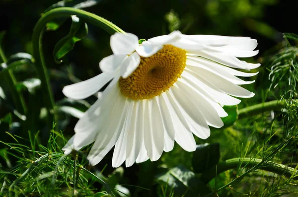 Kamillenstrauß Sonnenlicht Natürliche Niedliche Hintergrund — Stockfoto