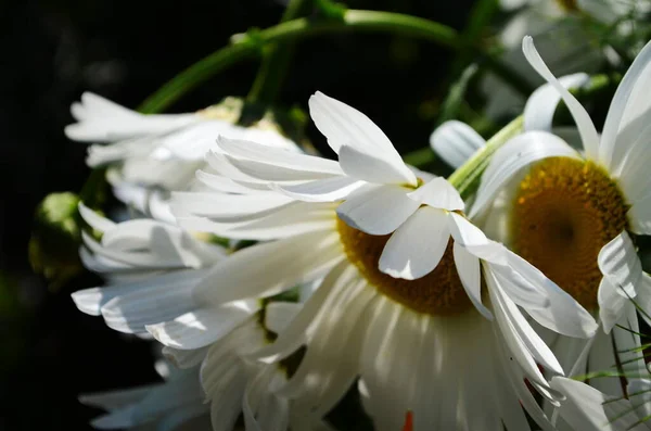 Bouquet Camomiles Sunlight Natural Cute Background — Stock Photo, Image