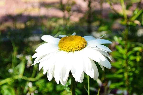 Bouquet Camomilles Soleil Fond Mignon Naturel — Photo