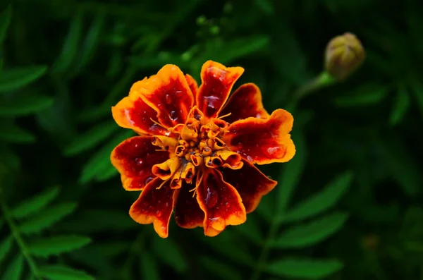 Gyönyörű Marygold Virág Reggeli Cseppek Harmat Közeli — Stock Fotó