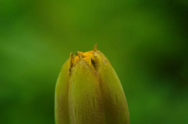 Wunderschöne Marygold Blume Mit Morgentröpfchen Aus Tau Aus Nächster Nähe — Stockfoto