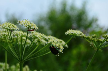 Skarabaeidae familyasında beyaz çiçek nektarı yiyen çiçek kazıcıları..