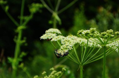 Skarabaeidae familyasında beyaz çiçek nektarı yiyen çiçek kazıcıları..