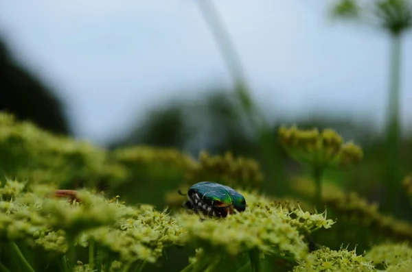 花鳥が森の中で白い花の蜜を食べる Scarabaeidae Family — ストック写真