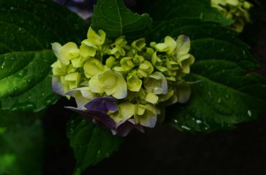 Yağmurdan sonra ortanca çiçekleri. Hydrangea, Japonya 'da yaz başında açan çiçeklerden biridir..