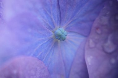 Yağmurdan sonra ortanca çiçekleri. Hydrangea, Japonya 'da yaz başında açan çiçeklerden biridir..