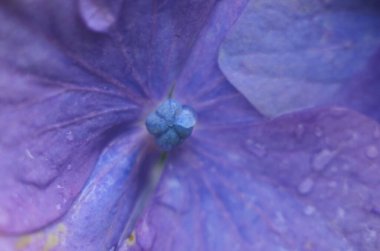 Yağmurdan sonra ortanca çiçekleri. Hydrangea, Japonya 'da yaz başında açan çiçeklerden biridir..