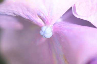 Yağmurdan sonra ortanca çiçekleri. Hydrangea, Japonya 'da yaz başında açan çiçeklerden biridir..