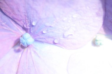 Yağmurdan sonra ortanca çiçekleri. Hydrangea, Japonya 'da yaz başında açan çiçeklerden biridir..