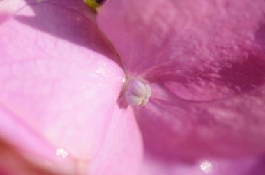 Yağmurdan sonra ortanca çiçekleri. Hydrangea, Japonya 'da yaz başında açan çiçeklerden biridir..