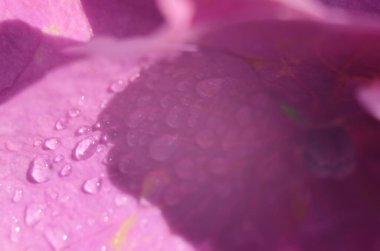 Yağmurdan sonra ortanca çiçekleri. Hydrangea, Japonya 'da yaz başında açan çiçeklerden biridir..