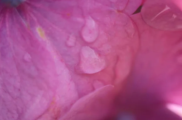 Las Flores Hortensias Después Lluvia Hydrangea Una Las Flores Representativas —  Fotos de Stock