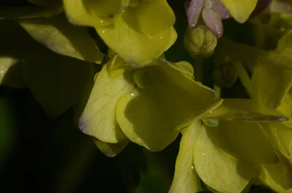 Hortênsia Floresce Depois Chuva Hortênsia Uma Das Flores Representativas Início — Fotografia de Stock