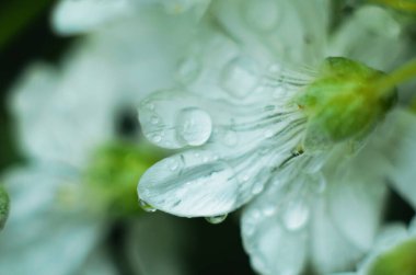 Yağmurdan sonra beyaz çiçek
