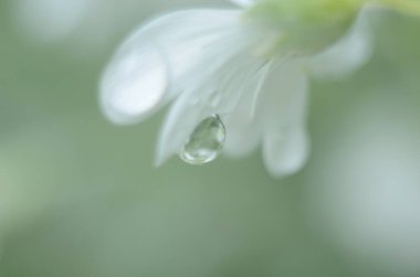 Yağmurdan sonra beyaz çiçek