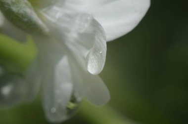 Yağmurdan sonra beyaz çiçek