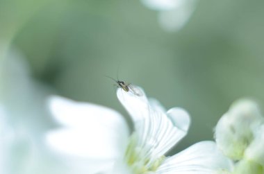 Yağmurdan sonra beyaz çiçek