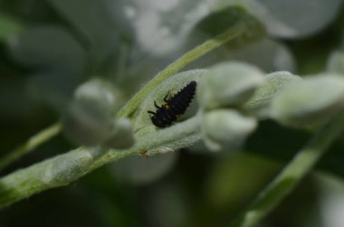 Yağmurdan sonra beyaz çiçek