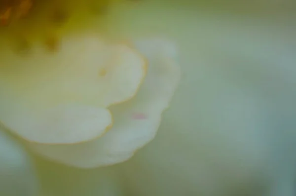 Біла Квітка Після Дощу — стокове фото