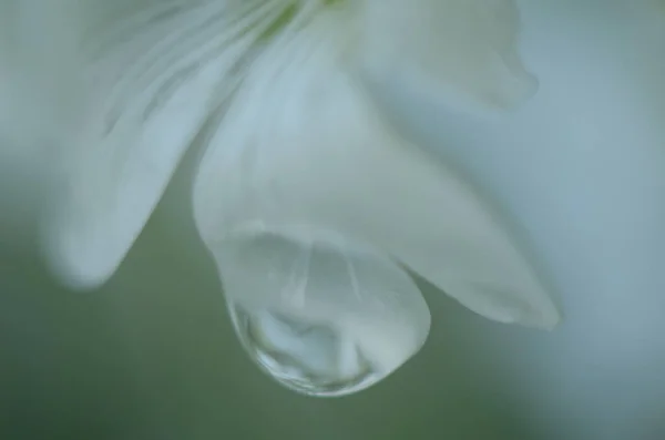 Flor Branca Após Chuva — Fotografia de Stock