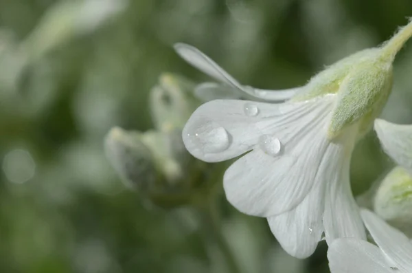 Fleur Blanche Après Pluie — Photo