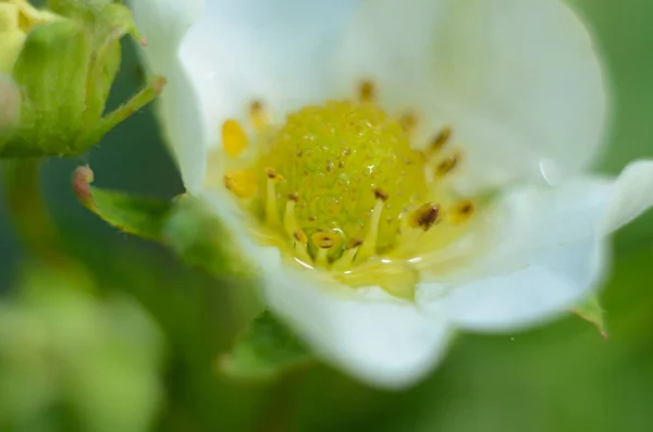 Yağmurdan Sonra Beyaz Çiçek — Stok fotoğraf