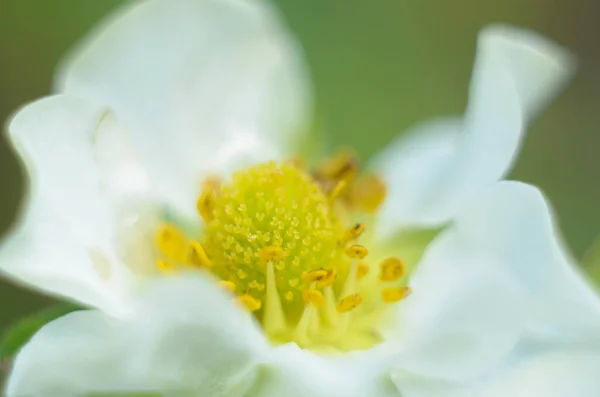 Biały Kwiat Deszczu — Zdjęcie stockowe