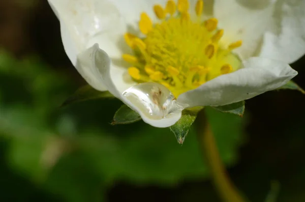 雨の後の白い花 — ストック写真