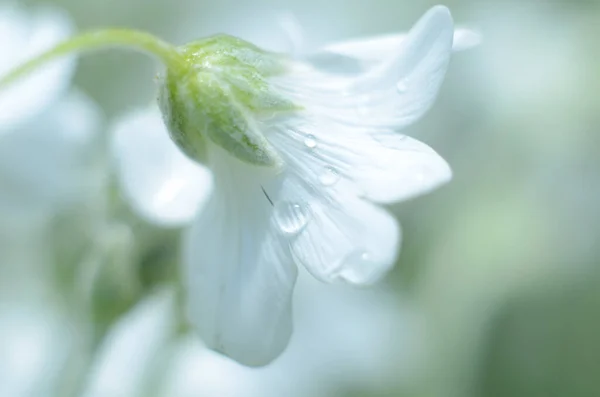 Fleur Blanche Après Pluie — Photo