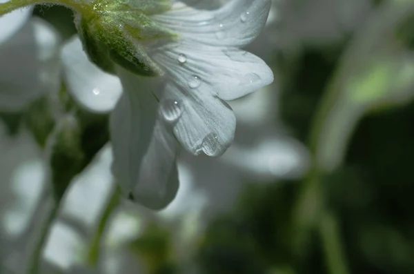 White Flower Rain — Stock Photo, Image