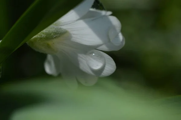 Bílá Květina Dešti — Stock fotografie