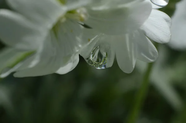 Біла Квітка Після Дощу — стокове фото