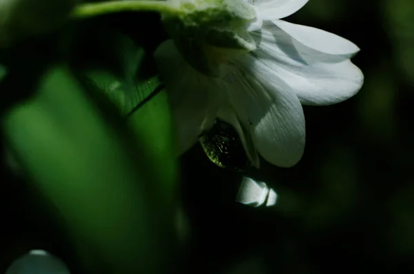 雨の後の白い花 — ストック写真