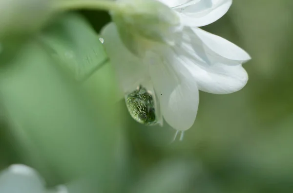 Fehér Virág Eső Után — Stock Fotó