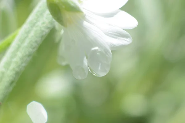 Fleur Blanche Après Pluie — Photo