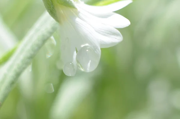 Белый Цветок После Дождя — стоковое фото