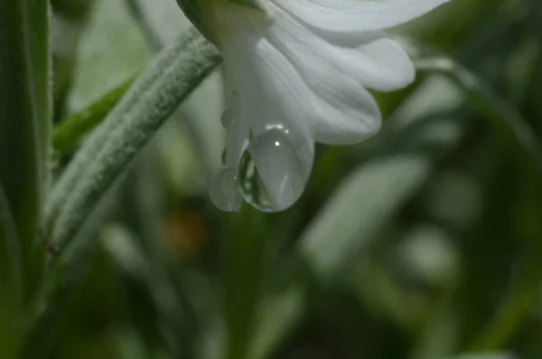 Fleur Blanche Après Pluie — Photo