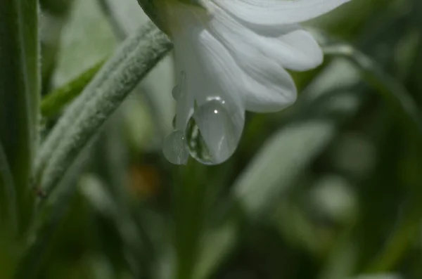 Flor Blanca Después Lluvia —  Fotos de Stock