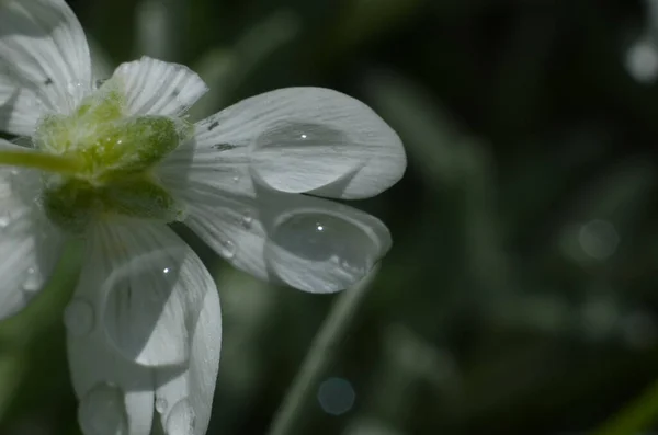 Weiße Blume Nach Dem Regen — Stockfoto