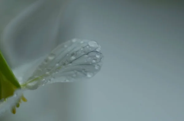 Flor Branca Após Chuva — Fotografia de Stock