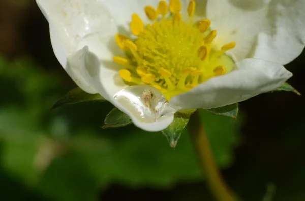 Λευκό Λουλούδι Μετά Βροχή Εικόνα Αρχείου