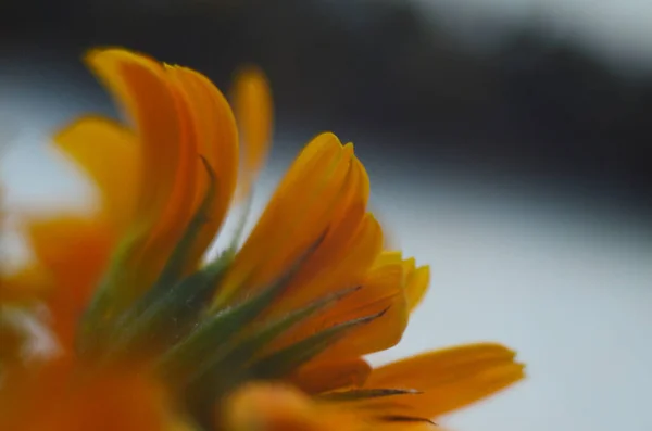 Orange Calendula Flower White Close — Stock Photo, Image