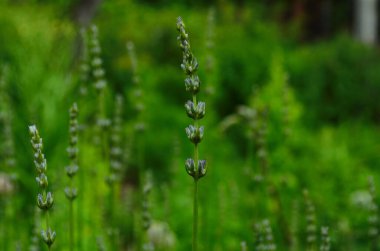 Lavanta çiçeği, Fransa 'nın Provence bölgesindeki bir tarlada mavi bir gökyüzüne yakın duruyor..