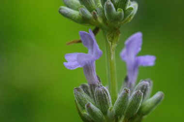 Lavanta çiçeği, Fransa 'nın Provence bölgesindeki bir tarlada mavi bir gökyüzüne yakın duruyor..
