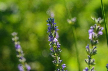 Lavanta çiçeği, Fransa 'nın Provence bölgesindeki bir tarlada mavi bir gökyüzüne yakın duruyor..
