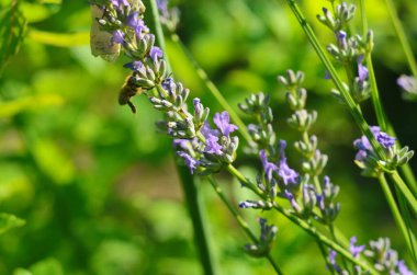 Lavanta çiçeği, Fransa 'nın Provence bölgesindeki bir tarlada mavi bir gökyüzüne yakın duruyor..