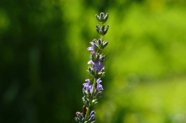 Lavanta çiçeği, Fransa 'nın Provence bölgesindeki bir tarlada mavi bir gökyüzüne yakın duruyor..